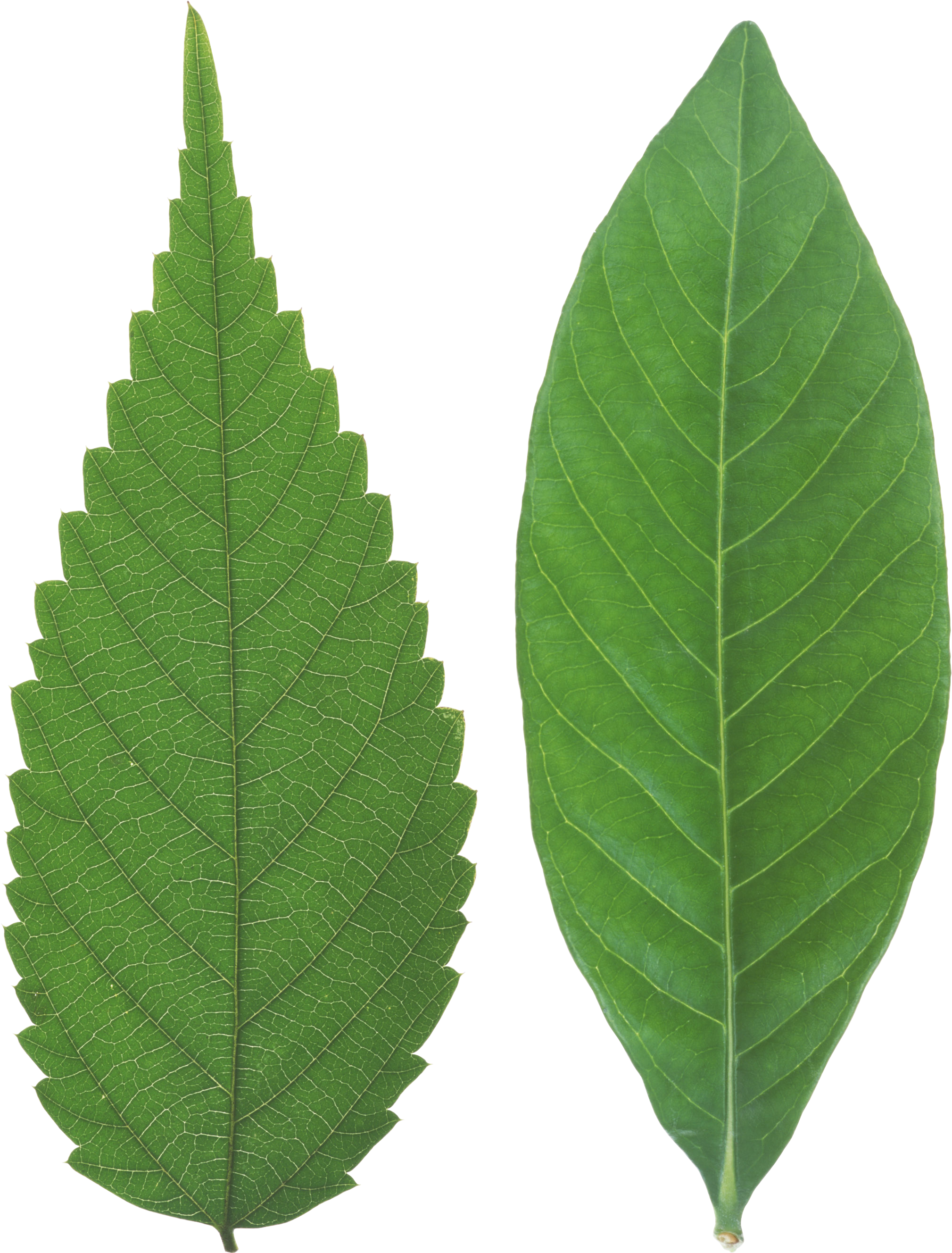 Green Leaves Png Image - Leaf (2201x2812), Png Download