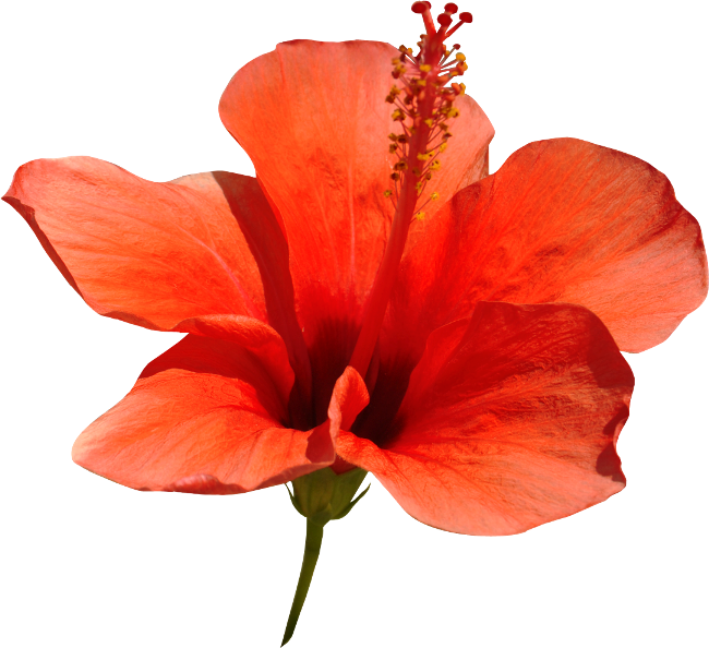 Red Hibiscus - Chinese Hibiscus (650x594), Png Download