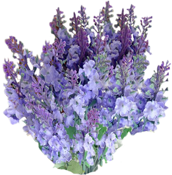 Freetoedit Png Flowers With A Transparent Background - Lavender Flower No Background (799x1020), Png Download
