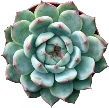 Tippy - Succulent Plant (400x400), Png Download
