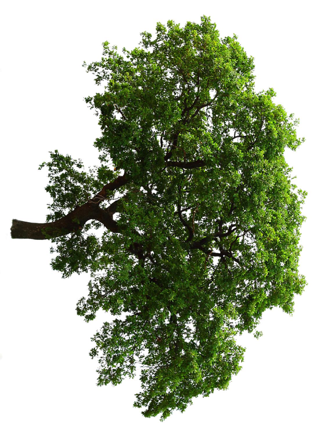 Oak Tree - Oak (1124x1501), Png Download