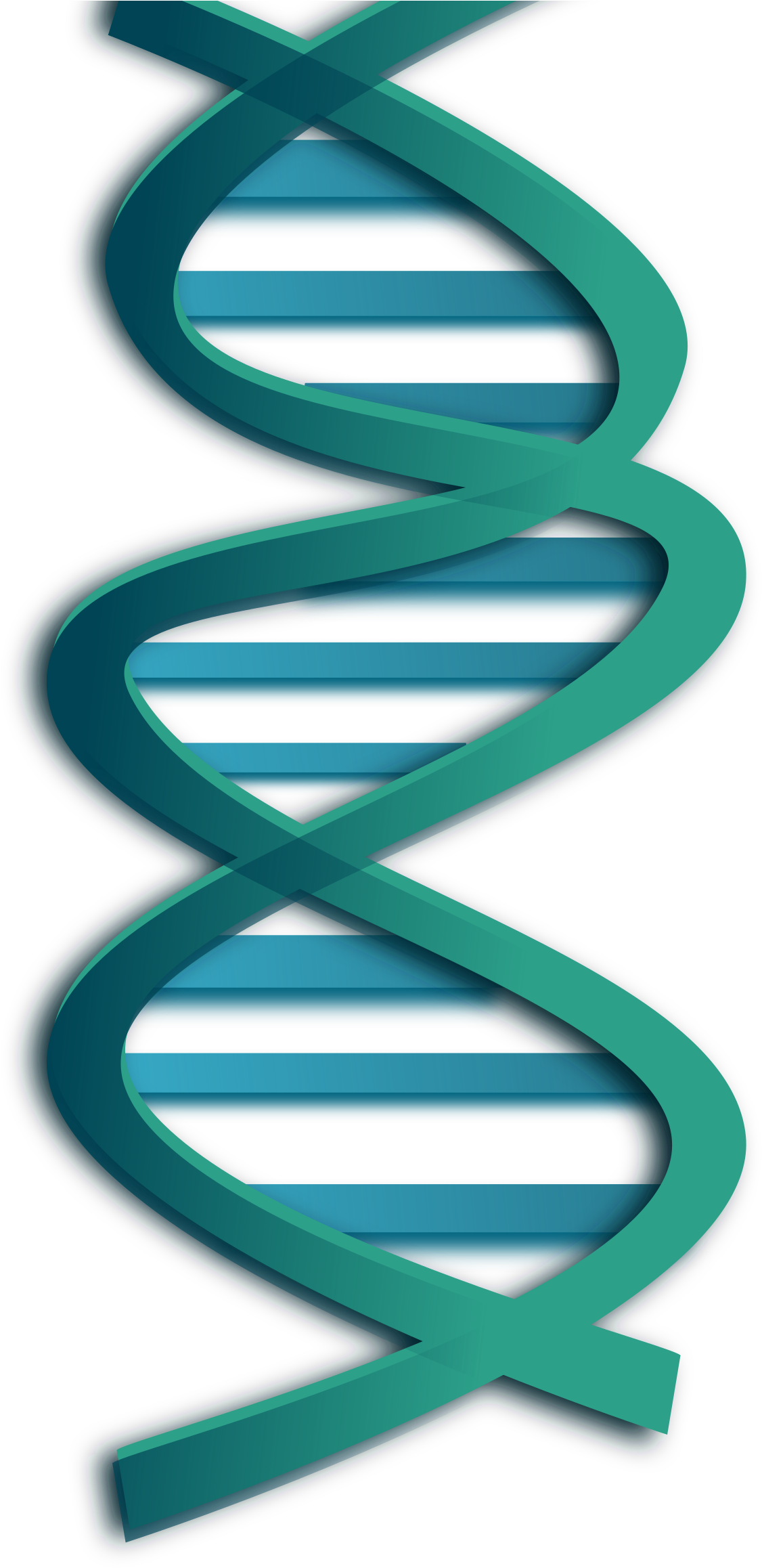 Clipart - Dna Clip Art (3200x2400), Png Download