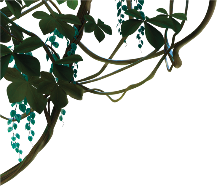 Jungle Vine Png - Dschungel Png (743x627), Png Download