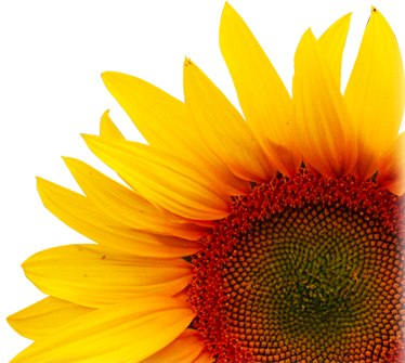 Design And Nature Iv: Comparing Design In Nature With (374x335), Png Download