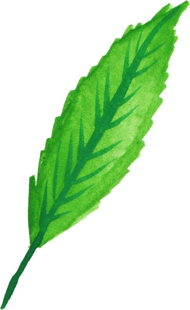 Free Download - Mint Leaves Watercolor Png (639x1043), Png Download