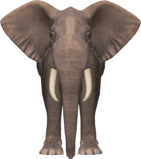 Free Png Elephant Png Images Transparent - Elephant Png (480x543), Png Download