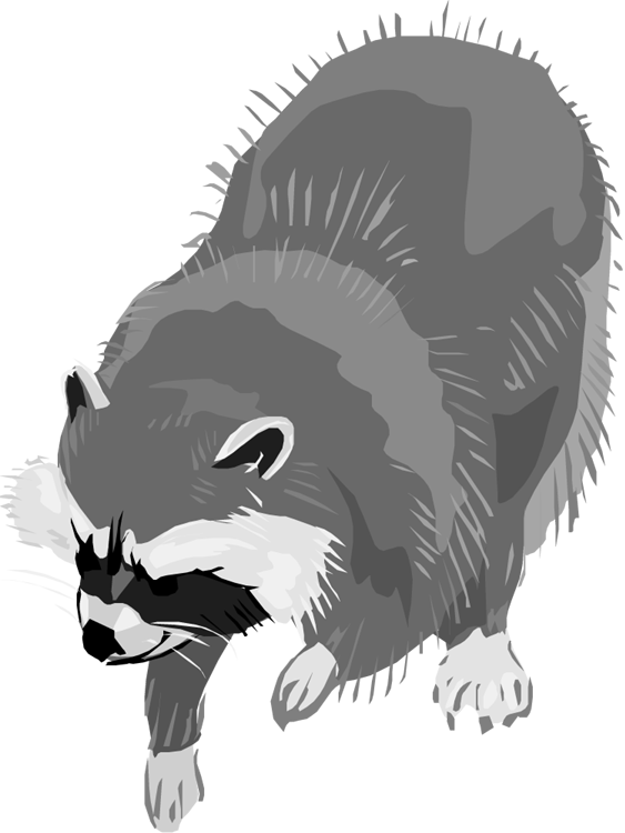 Raccoon Clipart Grey - Raccoon (563x750), Png Download