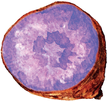 Purple Sweet Potato - Purple Sweet Potato Watercolor (449x449), Png Download