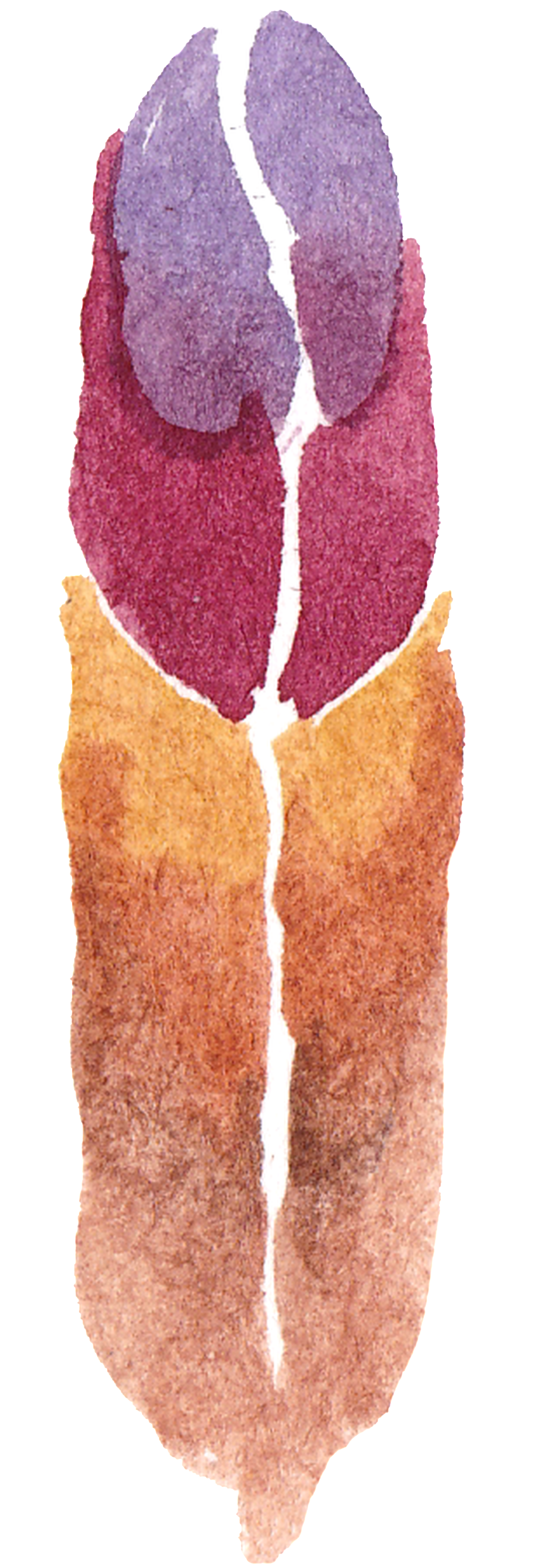 Tricolor Wing Transparent Decorative - Color (1024x2935), Png Download