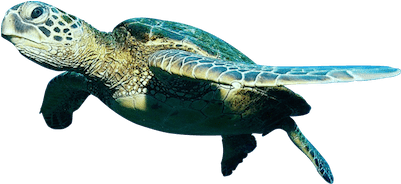 Sea Turtle Clipart Olive Ridley - Hawksbill Turtle Transparent Background (400x400), Png Download