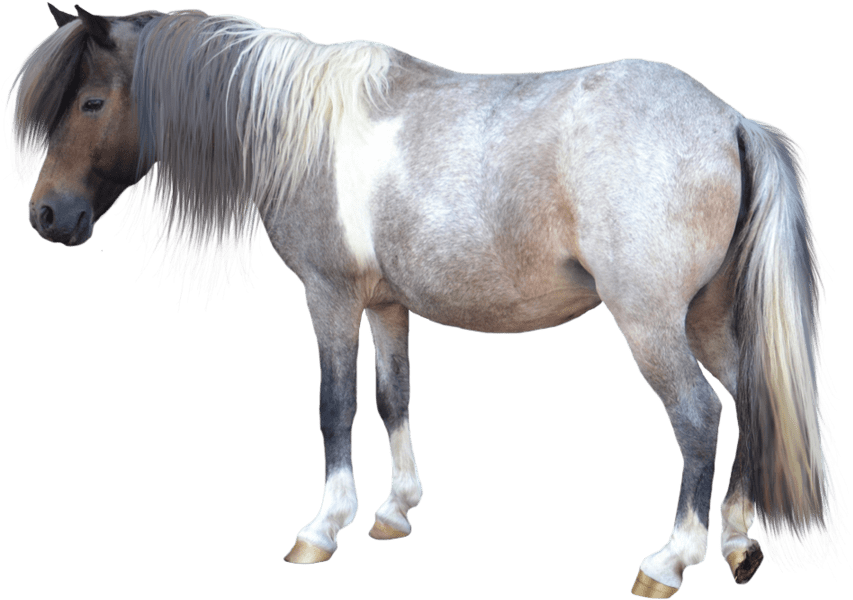 Caballo Pequeño - Miniature Horse White Background (900x720), Png Download