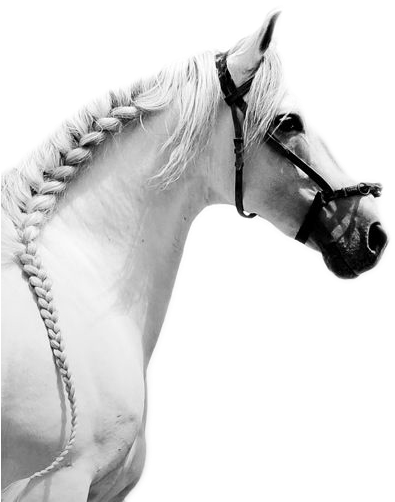 Training Horses - Caballos Blancos Png (437x535), Png Download