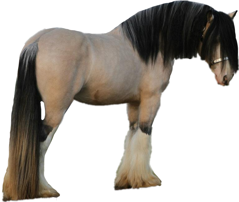 Stallion (772x650), Png Download