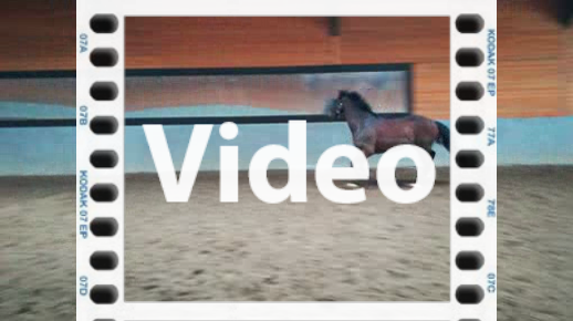 Caballo-id - Ha042753 - Horse (518x290), Png Download