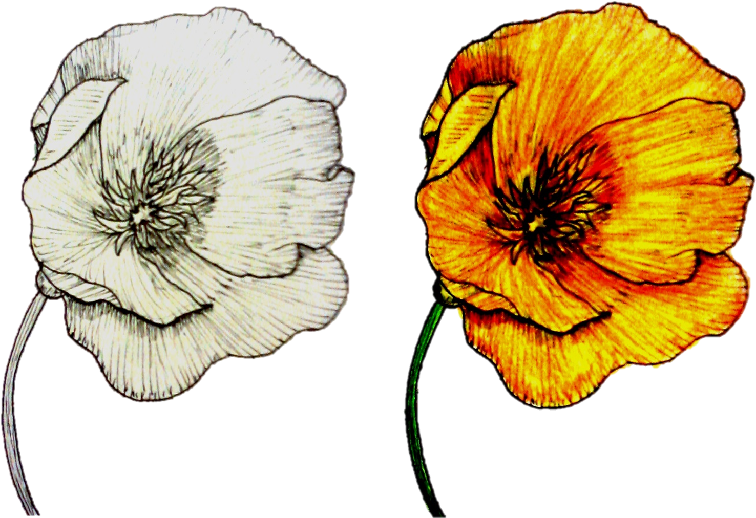#flower #ink #drawing #watercolor - Drawing (1500x1027), Png Download
