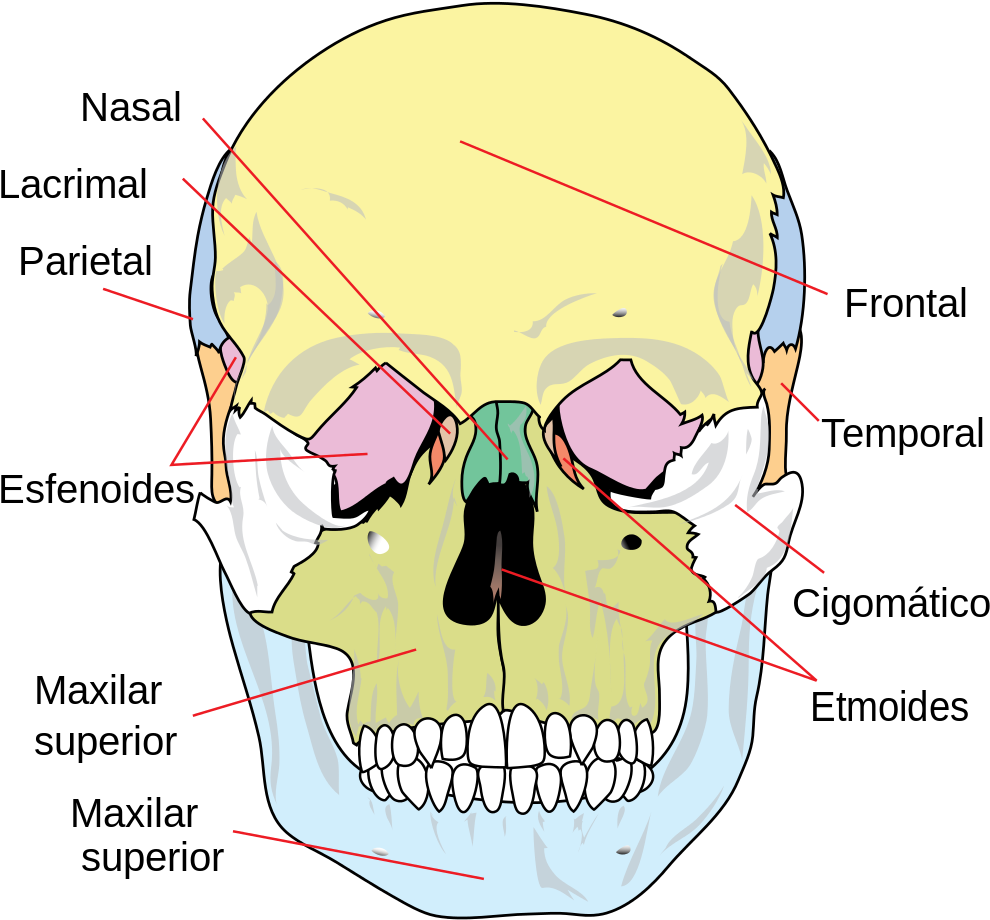 Es-human Skull Front Simplified - Huesos De La Cara (1001x1024), Png Download