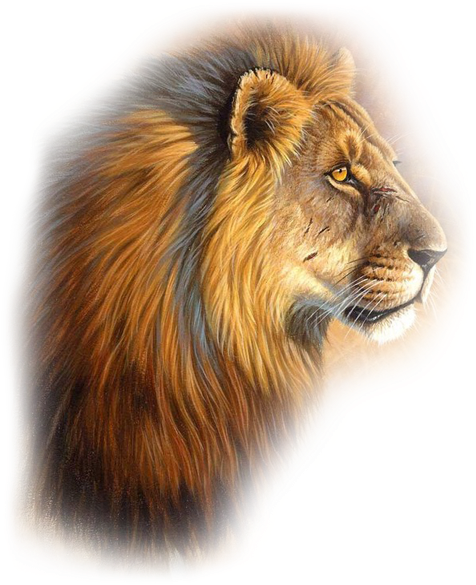 Leones Gifs Imagenes - Veces Lloro No Por Ser Debil (481x600), Png Download