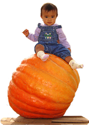 Petaluma Pumpkin Patch Giant Pumpkins - Pumpkin Patch Transparent (315x436), Png Download
