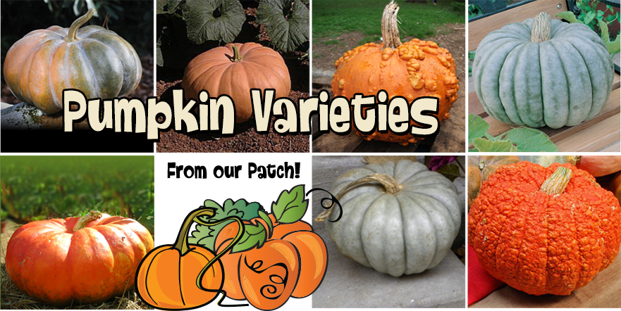 Pumpkinvarieties - Morebargins_com Pumpkin Seeds Jarrahdale Pumpkin Jarrahdale (881x442), Png Download