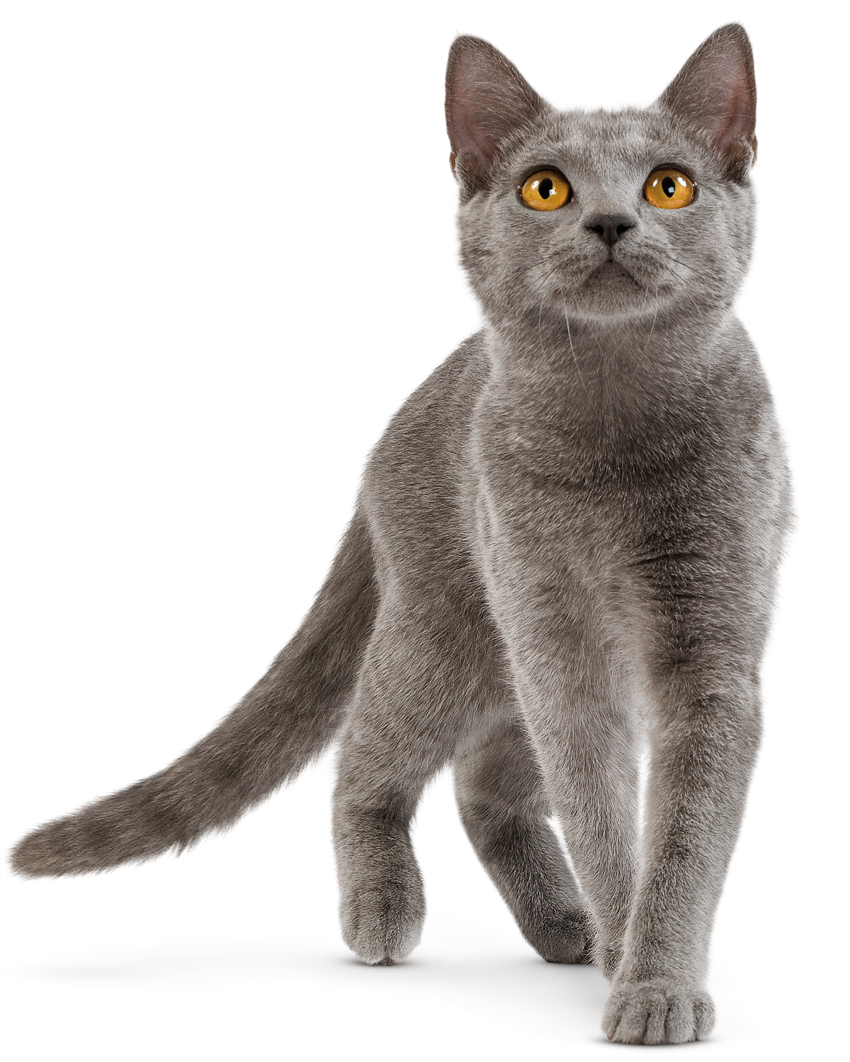 Domestic Cat - British Shorthair Cat Playing (1201x1500), Png Download