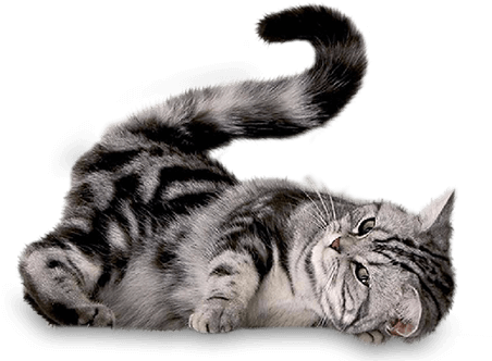 Gato-sitandplas - Imagenes De Gatos En Png (456x350), Png Download