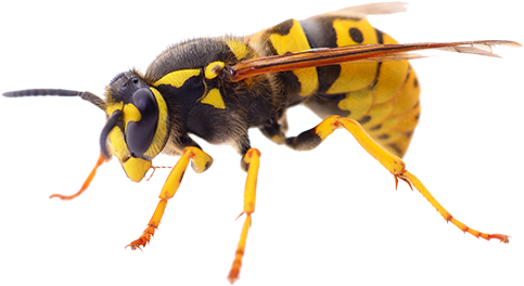 Wasp Treatment Pest Control - Dead Wasp (510x303), Png Download