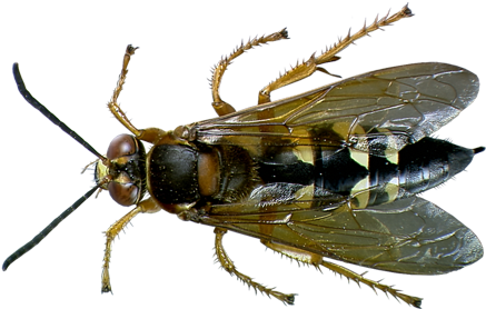 Cicada Killer Wasp - Types Of Wasps In Florida (450x300), Png Download