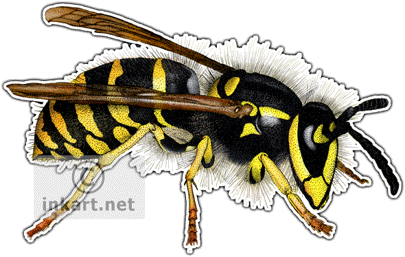 Common Yellowjacket Wasp Decal - Common Yellowjacket Wasp Picture Ornament (590x374), Png Download