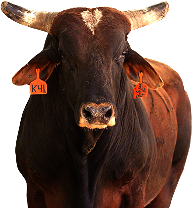 Cooper Tires Wild & Out - Bucking Bulls Pro (391x421), Png Download