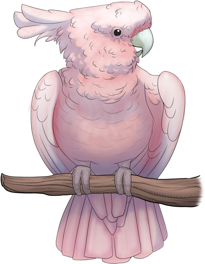 Clipart Stock Major Mitchell By Kingjackalope On Deviantart - Drawing (797x1003), Png Download