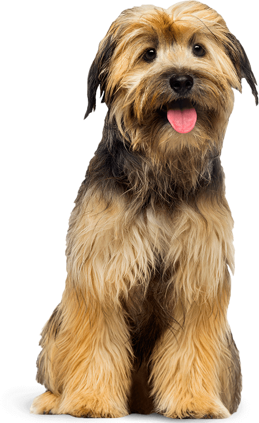 Small Dog Png (612x861), Png Download