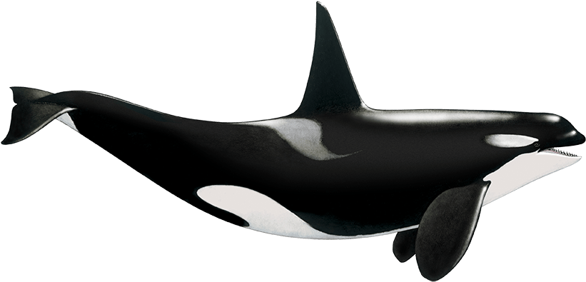 Tethys Research Institute - Killer Whale (827x399), Png Download