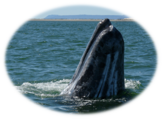 Visit The Gray Whales Of Baja's San Ignacio Lagoon - Humpback Whale (600x430), Png Download