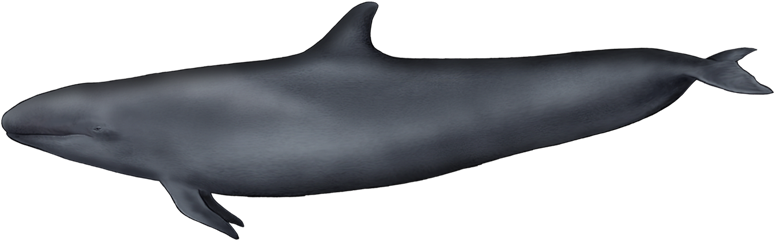 False Killer Whale - False Killer Whale Chest (800x400), Png Download
