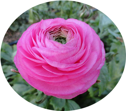 Ranuncoli Ad Arma Di Taggia - Flower (500x375), Png Download