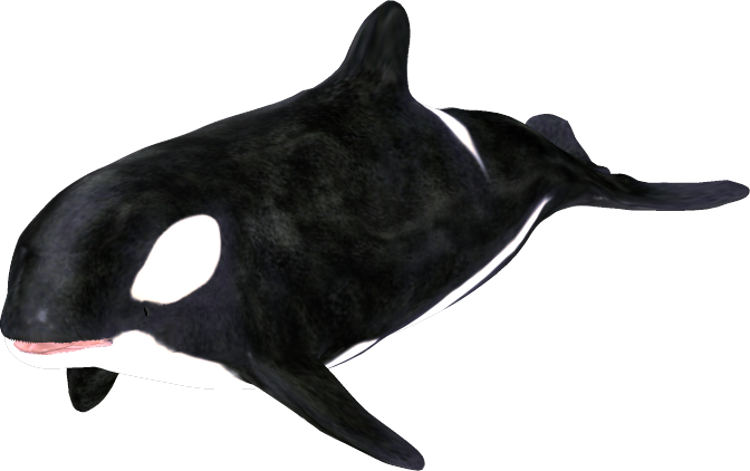 Orca Clip Art - Killer Whale (750x471), Png Download