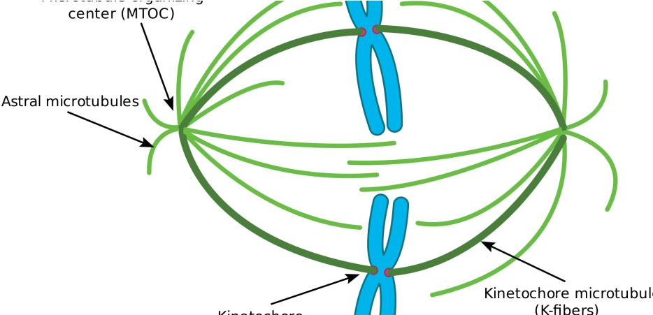 Premature Chromosome Condensation Market By Top Players - Prometaphase Spindle (960x450), Png Download