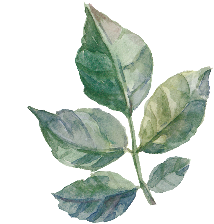 Leaf Painting (1024x1194), Png Download