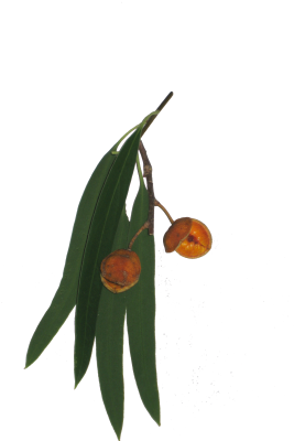 Acianthera Luteola (300x400), Png Download