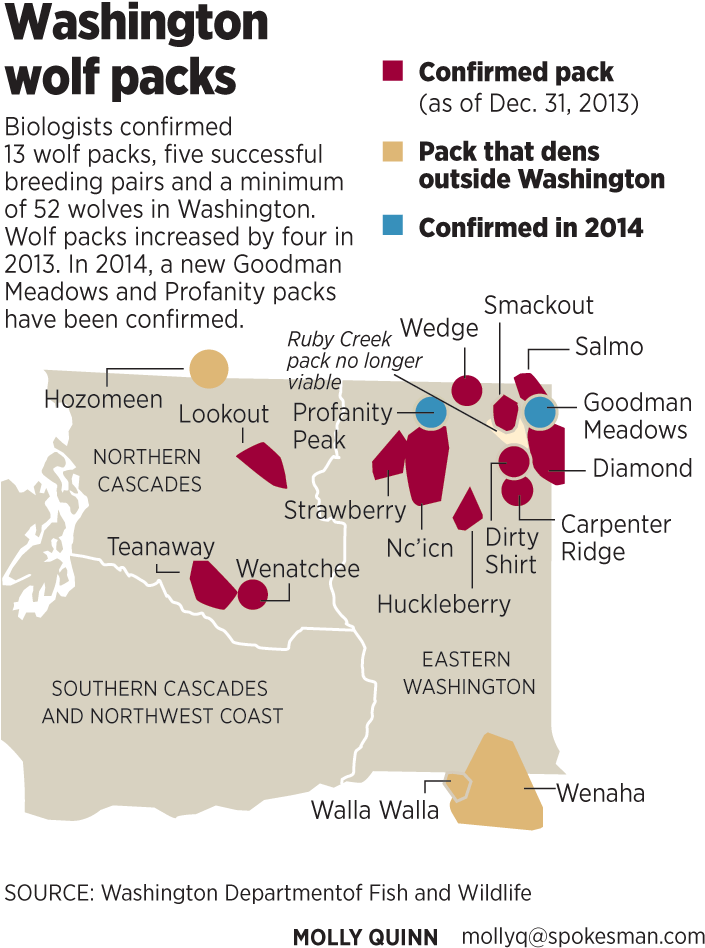 Washington Wolf Packs Continue To Evolve - Cougar Stevens County Washington (705x979), Png Download