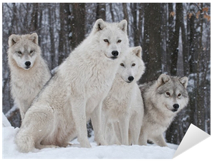 Winter Woods With Wolves (400x400), Png Download