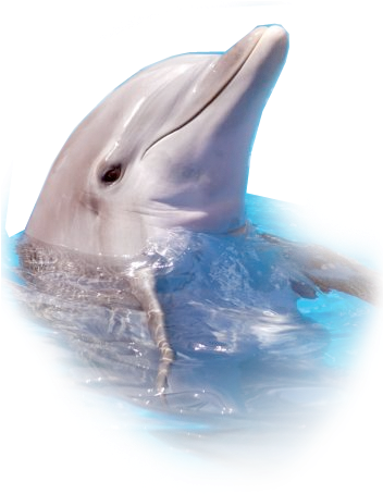 Dolphins Logo 2014 Png Download - Dolphin Puss (363x480), Png Download