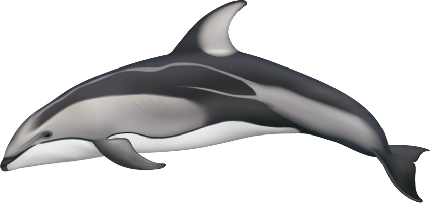 Drawn Dolphins Pacific White Sided Dolphin - Pacific White Sided Dolphin Drawing (851x403), Png Download