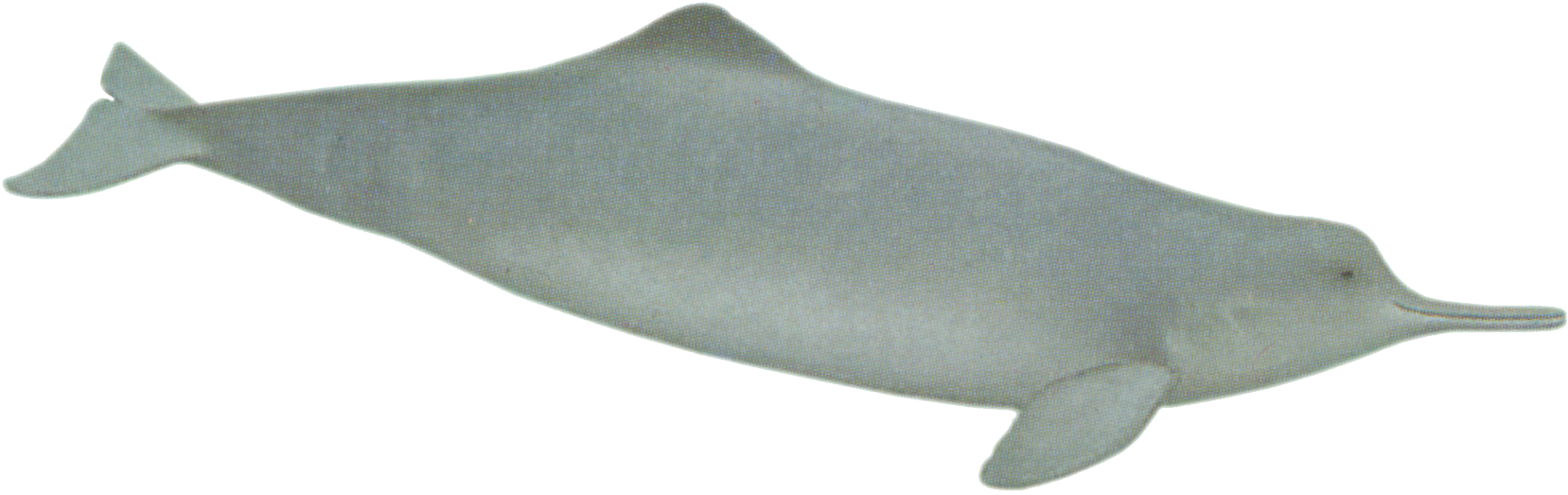 Dolphins Clipart Baiji - Chinese White Dolphin Png (1825x725), Png Download