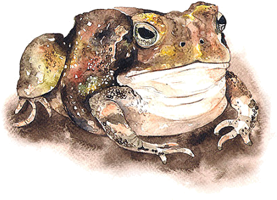 Grenouilles,frog,tube - Eastern Spadefoot (570x427), Png Download
