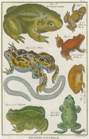Common Toad - Toad Engraving (500x500), Png Download