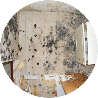 Psu Mould What Is It - Mold (400x400), Png Download