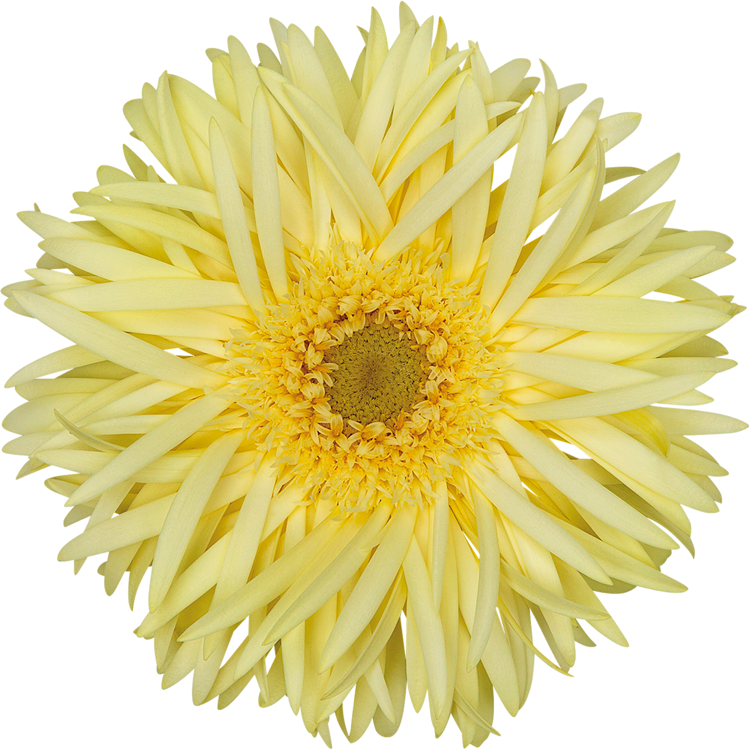 High Resolution Image, Download File - Chrysanths (1772x1772), Png Download