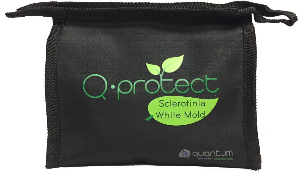Sclerotinia / White Mold - Sclerotinia (1024x641), Png Download