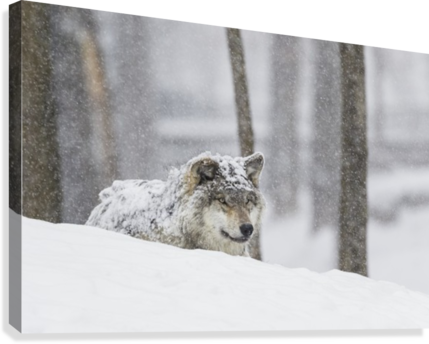 Grey Wolf During A Snow Storm - Posterazzi Dpi12304040 Grey Wo (429x344), Png Download